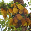 A44_Artocarpus heterophyllus - Moarceae - Jackfruit 
Anestor Mezzomo - Florianópolis - SC - Brazil