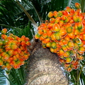 A45_Bactris gasipaes - Arecacea`Palmae - Pupunha, Pejibaye or Palm Peach 
Anestor Mezzomo - Florianópolis - SC - Brazil