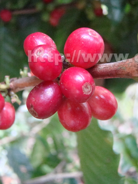 A47_Coffea_arabica_-_Rubiaceae_-_Red_Coffee.JPG