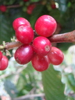 A47_Coffea arabica - Rubiaceae - Red Coffee 
Anestor Mezzomo - Florianópolis - SC - Brazil
