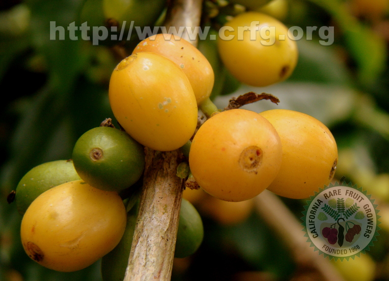 A48_Coffea arabica - Rubiaceae - Yellow coffe 
Anestor Mezzomo - Florianópolis - SC - Brazil