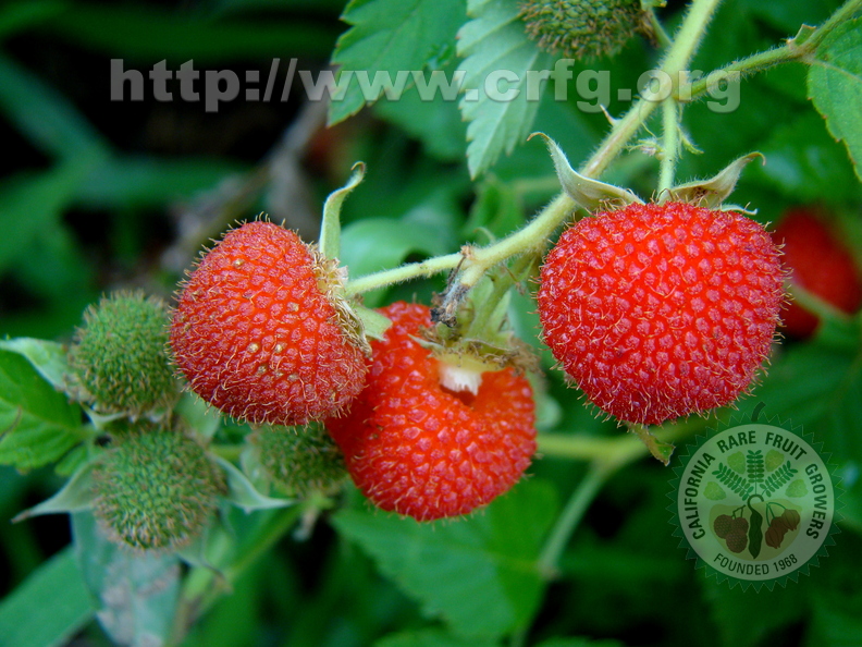 A49_Rubus rosifolius - Rosaceae - Mauritius Raspberry 
Anestor Mezzomo - Florianópolis - SC - Brazil