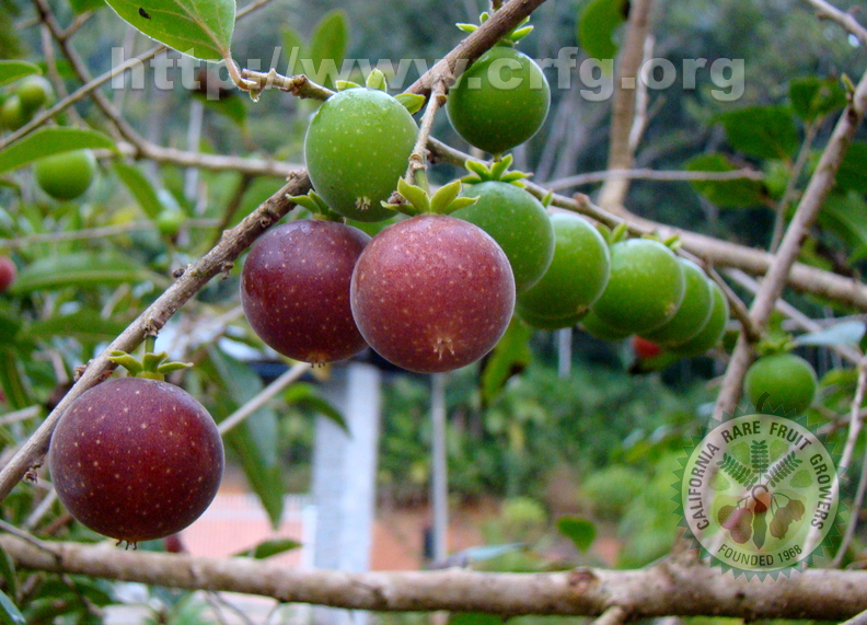 A50_Dovyalis hebecarpa x abyssinica - Flacourtiaceae - Tropical Apricot 
Anestor Mezzomo - Florianópolis - SC - Brazil