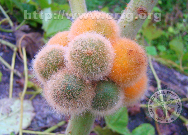 A53_Solanum pseudolulo - Solanaceae - Narajilla del Monte 
Anestor Mezzomo - Florianópolis - SC - Brazil