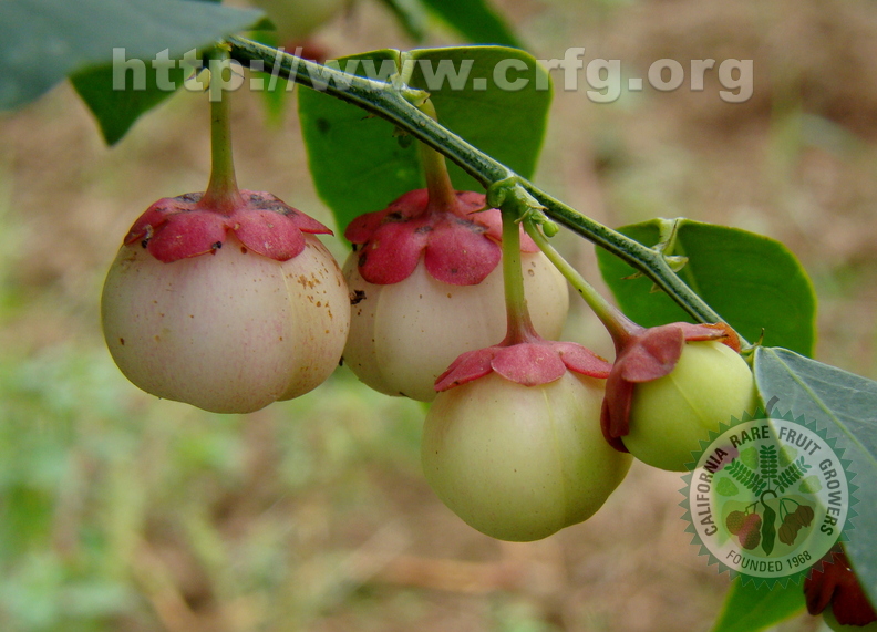 A54_Sauropus androgynus - Euphorbiaceae - Katuk or Sweet Leaf Bush 
Anestor Mezzomo - Florianópolis - SC - Brazil