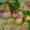 A54_Sauropus_androgynus_-_Euphorbiaceae_-_Katuk_or_Sweet_Leaf_Bush.JPG