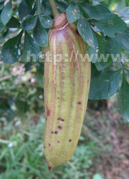 A55_Parmentiera_edulis_-_Bignoniaceae_-_Guajilote_or_Chachilote.JPG