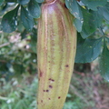 A55_Parmentiera edulis - Bignoniaceae - Guajilote or Chachilote 
Anestor Mezzomo - Florianópolis - SC - Brazil