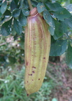 A55_Parmentiera edulis - Bignoniaceae - Guajilote or Chachilote 
Anestor Mezzomo - Florianópolis - SC - Brazil