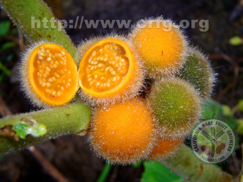A60_Solanum pseudolulo - Solanaeae 
Anestor Mezzomo - Florianópolis - SC - Brazil