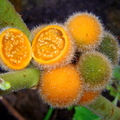 A60_Solanum pseudolulo - Solanaeae 
Anestor Mezzomo - Florianópolis - SC - Brazil