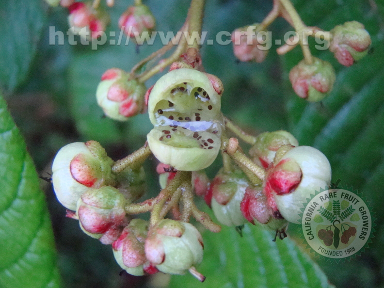 A61_Saurauia madrensis - Actinidiaceae - Very tasty fruit 
Anestor Mezzomo - Florianópolis - SC - Brazil