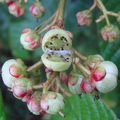A61_Saurauia madrensis - Actinidiaceae - Very tasty fruit 
Anestor Mezzomo - Florianópolis - SC - Brazil