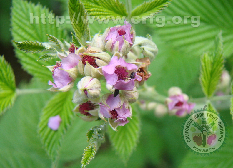 A62_Rubus albescens - Rosaceae - Flowers of Mysore Raspberry 
Anestor Mezzomo - Florianópolis - SC - Brazil