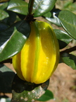 A63_Eugenia neonitida - Myrtaceae - Pitangatuba 
Anestor Mezzomo - Florianópolis - SC - Brazil