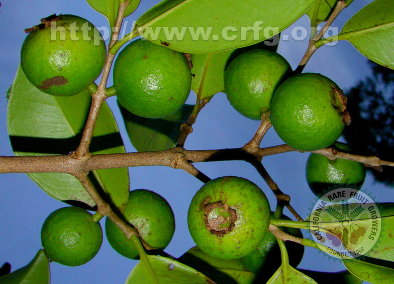 A64_Psidium arboreum - Myrtaceae - Araçá de àrvore 
Anestor Mezzomo - Florianópolis - SC - Brazil