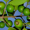 A64_Psidium arboreum - Myrtaceae - Araçá de àrvore 
Anestor Mezzomo - Florianópolis - SC - Brazil
