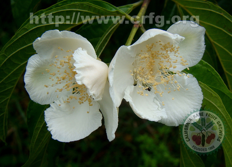 A65_Campomanesia neriiflora - Myrtaceae - Flowers of White Guabiroba 
Anestor Mezzomo - Florianópolis - SC - Brazil