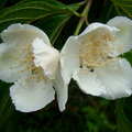 A65_Campomanesia neriiflora - Myrtaceae - Flowers of White Guabiroba 
Anestor Mezzomo - Florianópolis - SC - Brazil