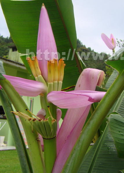 A66_Musa_ornata_-_Musaceae_-_Ornamental_Banana.jpg