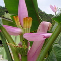 A66_Musa ornata - Musaceae - Ornamental Banana 
Anestor Mezzomo - Florianópolis - SC - Brazil