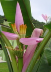 A66_Musa ornata - Musaceae - Ornamental Banana 
Anestor Mezzomo - Florianópolis - SC - Brazil