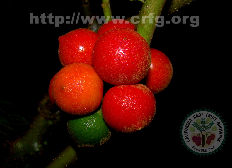 A67_Solanum sp - Solanaceae - Baquicha 
Anestor Mezzomo - Florianópolis - SC - Brazil