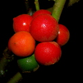 A67_Solanum sp - Solanaceae - Baquicha 
Anestor Mezzomo - Florianópolis - SC - Brazil