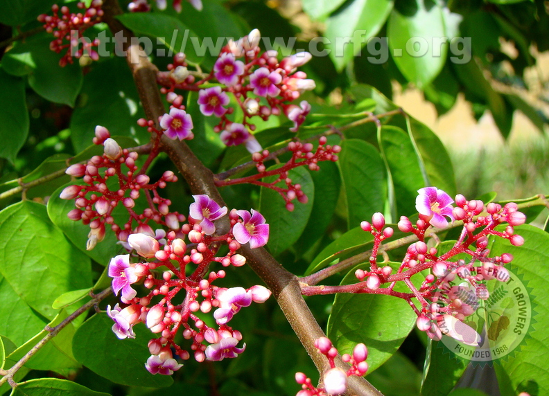 A70_Averrhoa carambola - Oxalidaceae - Star Fruit or Carambola Flowers 
Anestor Mezzomo - Florianópolis - SC - Brazil