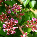 A70_Averrhoa carambola - Oxalidaceae - Star Fruit or Carambola Flowers 
Anestor Mezzomo - Florianópolis - SC - Brazil