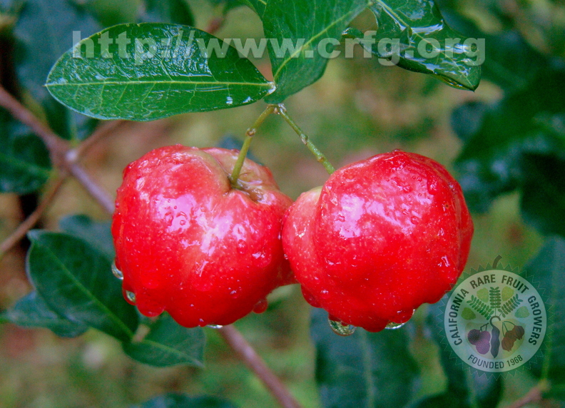 A76_Malpighia glabra - Malpighiaceae - Acerola or Barbados Cherry 
Anestor Mezzomo - Florianópolis - SC - Brazil