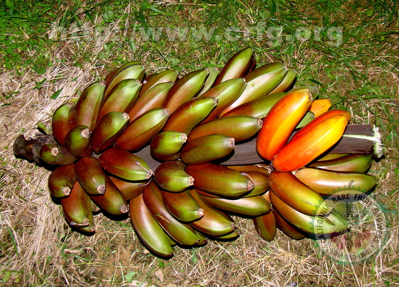 A78_Musa_sapientum_-_Musaceae_-_Banana_Roxa__Red_Banana.jpg