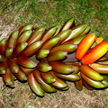A78_Musa sapientum - Musaceae - Banana Roxa  Red Banana 
Anestor Mezzomo - Florianópolis - SC - Brazil