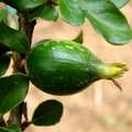 A79_Randia formosa - Rubiaceae - Estrela do Norte or Black Berry Jam Fruit 
Anestor Mezzomo - Florianópolis - SC - Brazil