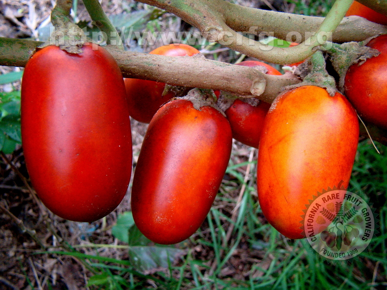 A80_Solanum sessiflorum - Solanaceae - Maná, Cubiu or Topiro 
Anestor Mezzomo - Florianópolis - SC - Brazil