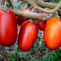 A80_Solanum sessiflorum - Solanaceae - Maná, Cubiu or Topiro 
Anestor Mezzomo - Florianópolis - SC - Brazil