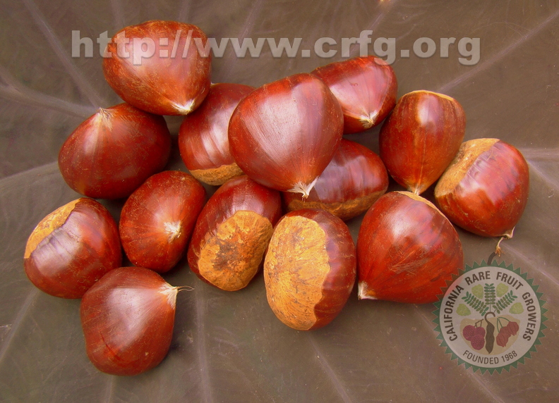 A83_Castanea sativa - Fagaceae - Sweet Chesnut or European Chesnut 
Anestor Mezzomo - Florianópolis - SC - Brazil