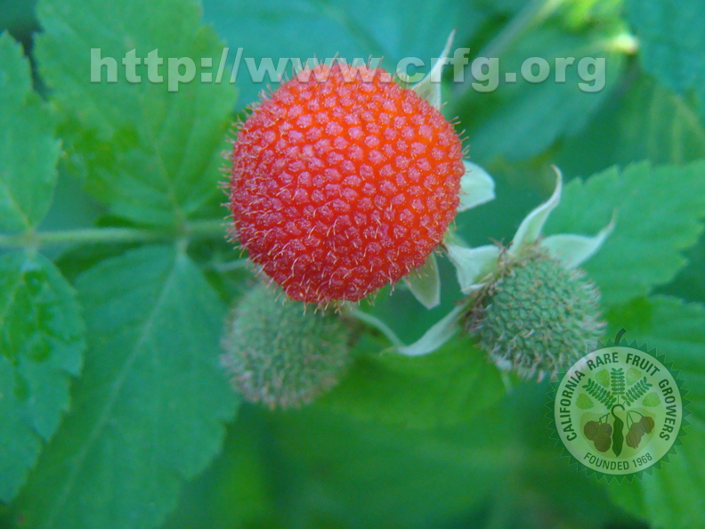 A90_Rubus rosifolius - Rosaceae - Mauritius Raspberry_2 
Anestor Mezzomo - Florianópolis - SC - Brazil