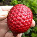 AA02_Salacca affinis - Red Salak_1