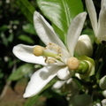 F02_Satsuma Blossom1