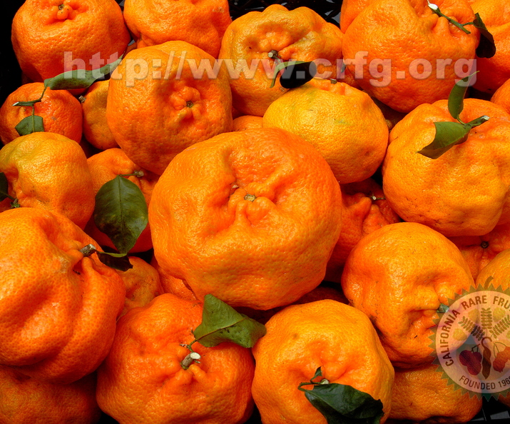 G03_Richards Special variety of tangerine  Ken Love