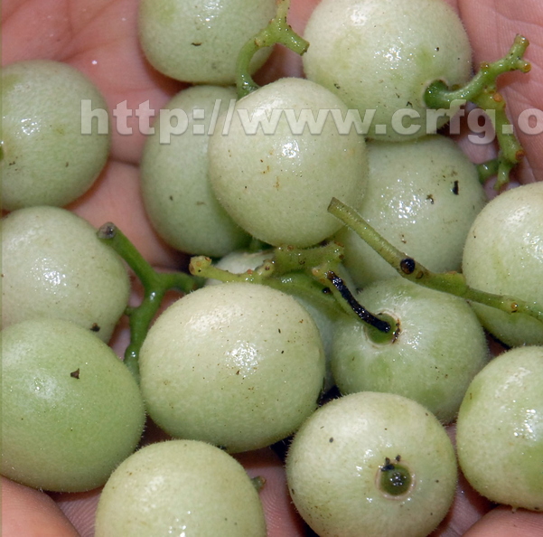 G04_Curryfruit_Kanakalyate__Cayratia_mollissima__from_India.jpg