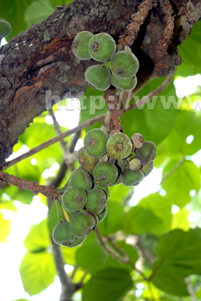 G06_South_Indian_figs.jpg