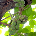 G06_South Indian figs 
Ken Love