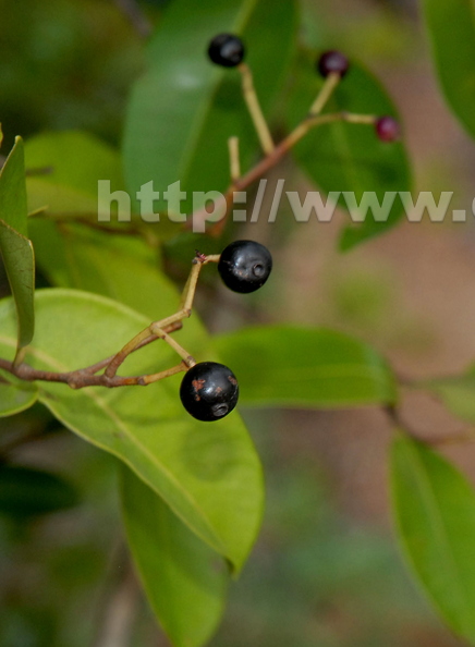 G10_Kuntala_Hannu_-_Syzygium_caryophyllatum_from_South_India.jpg