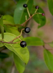 G10_Kuntala Hannu - Syzygium caryophyllatum from South India 
Ken Love