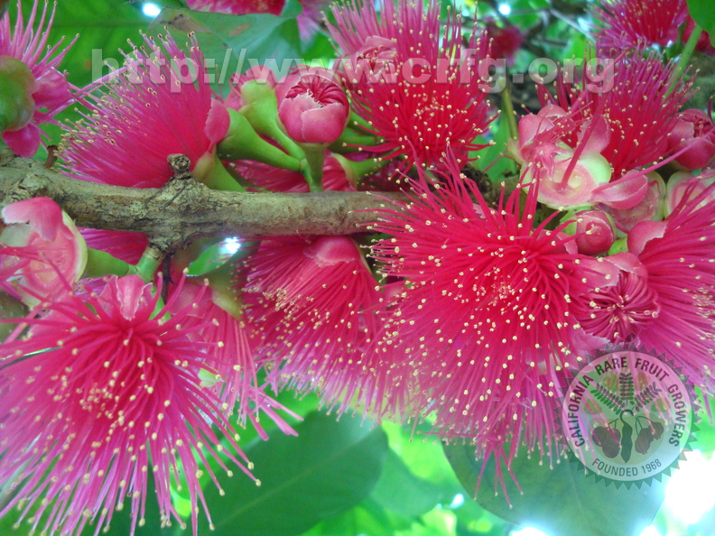 I03_Malay apple blossom