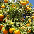 J02_Orange tree