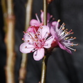 O01_Apricot Flower_1