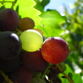 O04_Grapes_3
